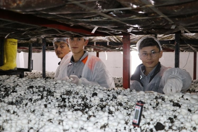 Amasya'da öğrencileri mantar üretip satarak gelir elde ediyor 