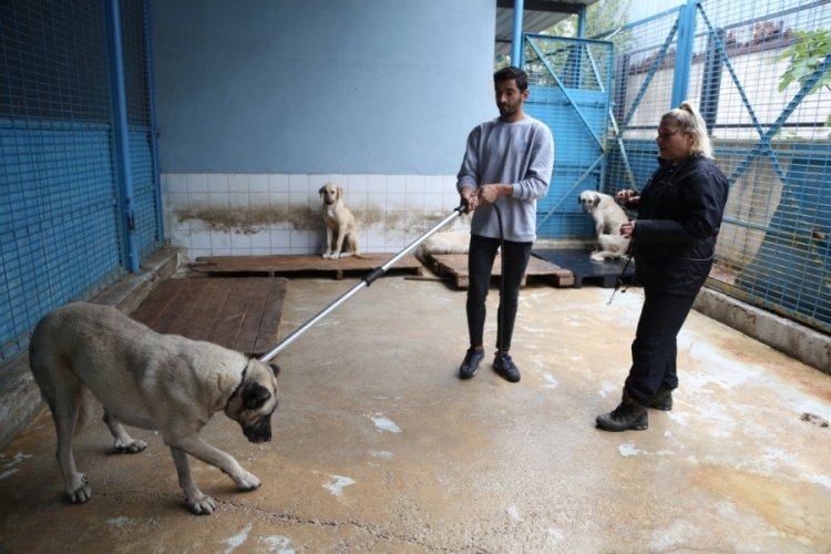 Bursa'da sokak hayvanlarına 'İnsancıl Yaklaşım Eğitimi'