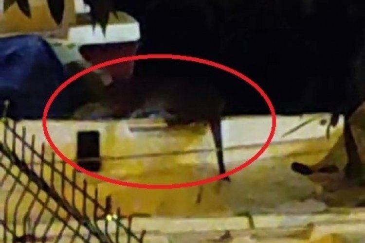 Bursa'da nesli t&uuml;kenme tehlikesinde olan su samuru g&ouml;r&uuml;nt&uuml;lendi
