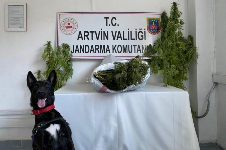 Artvin'de uyuşturucu operasyonu! 5 kişi tutuklandı