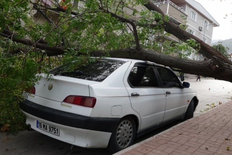 Bursa'da lodosun devirdiği ağa&ccedil;, otomobilin &uuml;zerine d&uuml;şt&uuml;