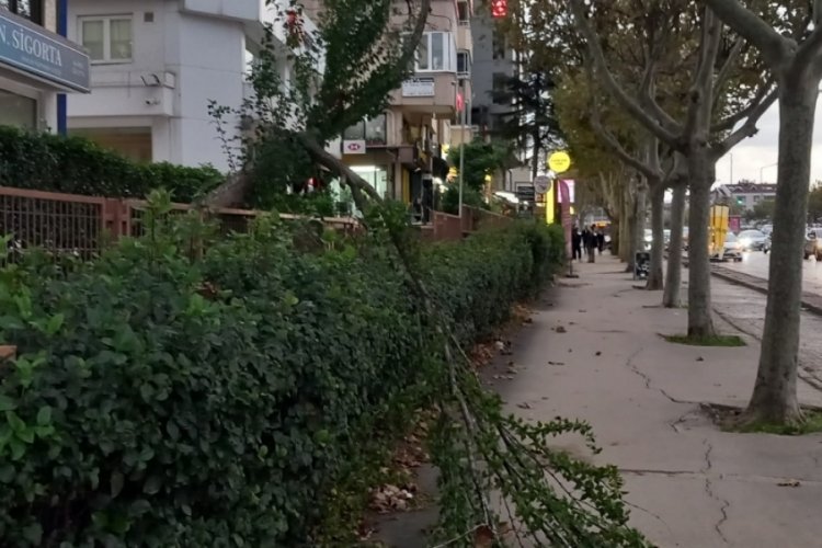 Bursa'da şiddetli r&uuml;zgardan ağa&ccedil;ların dalı kırıldı