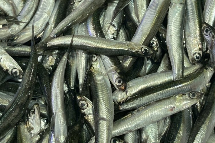 Karadeniz soğumaya başladı! Rize'de palamut ilk kez kendini g&ouml;sterdi