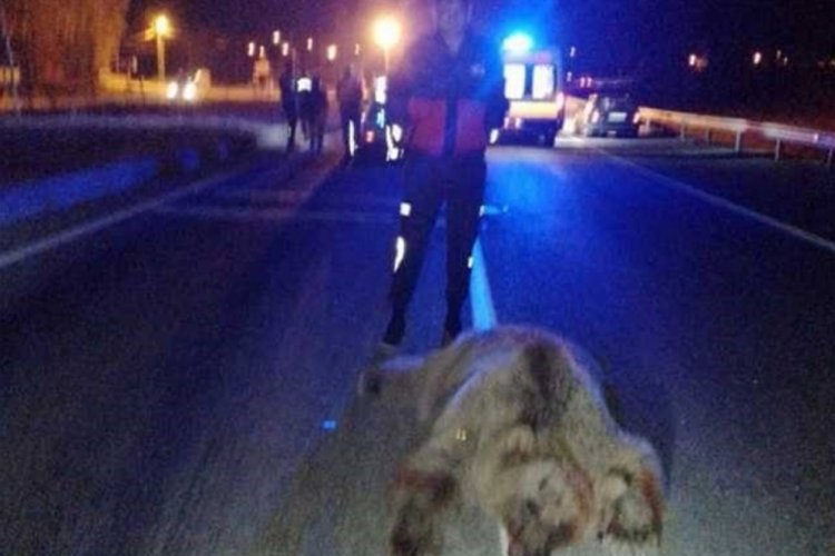 Bayburt'ta ayıya &ccedil;arpan ara&ccedil;taki 6 kişi yaralandı