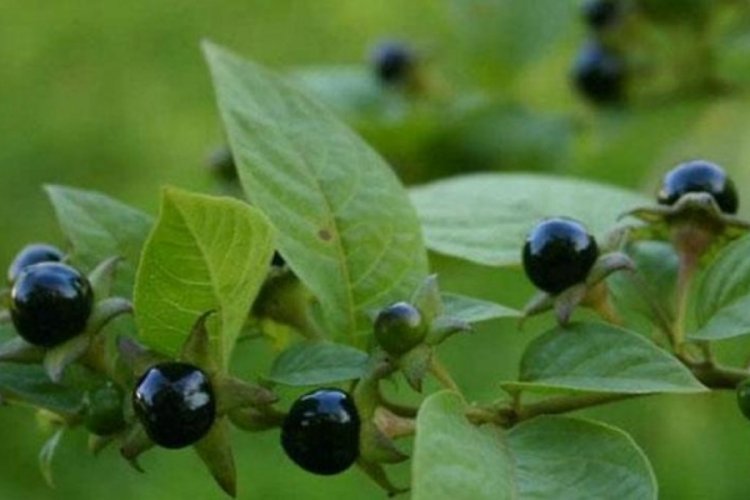 G&uuml;zel avrat otu nedir? G&uuml;zelavrat otu zehirli mi?