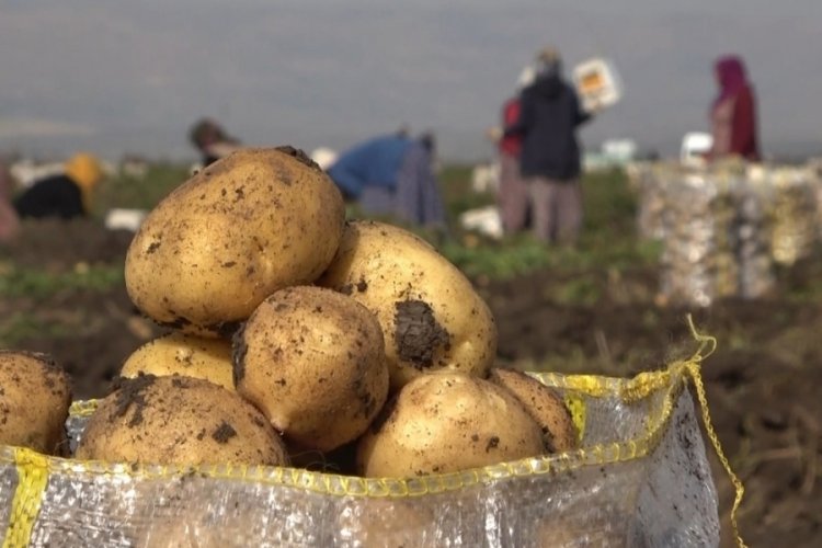 Muş'ta kadınların patates hasadı mesaisi