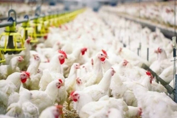 Eyl&uuml;l ayında tavuk &uuml;retimi azaldı