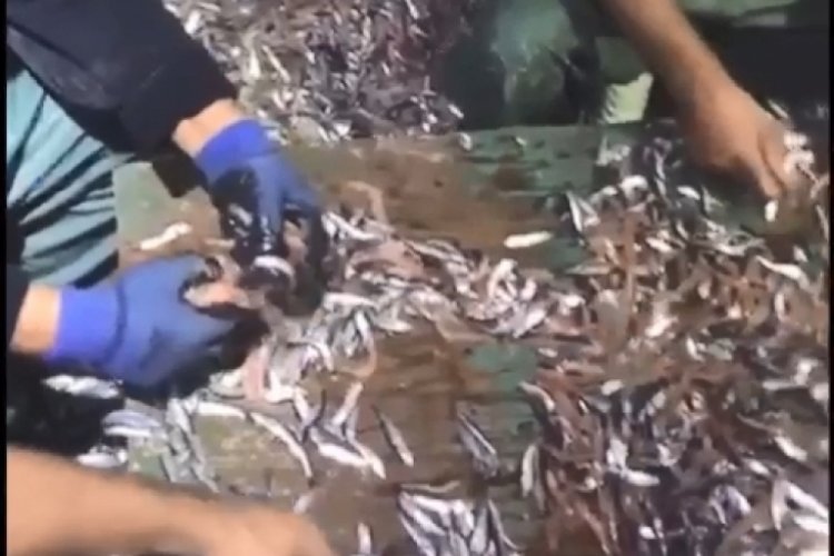 Marmara Denizi'nde karides avcılığı g&ouml;r&uuml;nt&uuml;leri tartışma yarattı