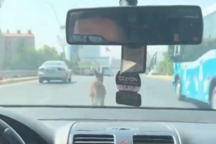 Şanlıurfa'da eşeğin inadı trafiği aksattı, s&uuml;r&uuml;c&uuml;ler yoğun &ccedil;aba harcadı