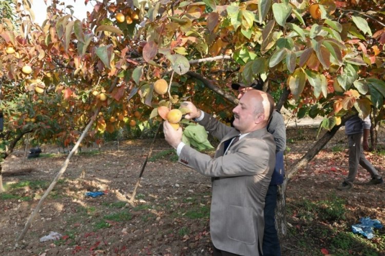 Adıyaman'da hurma hasadı başladı