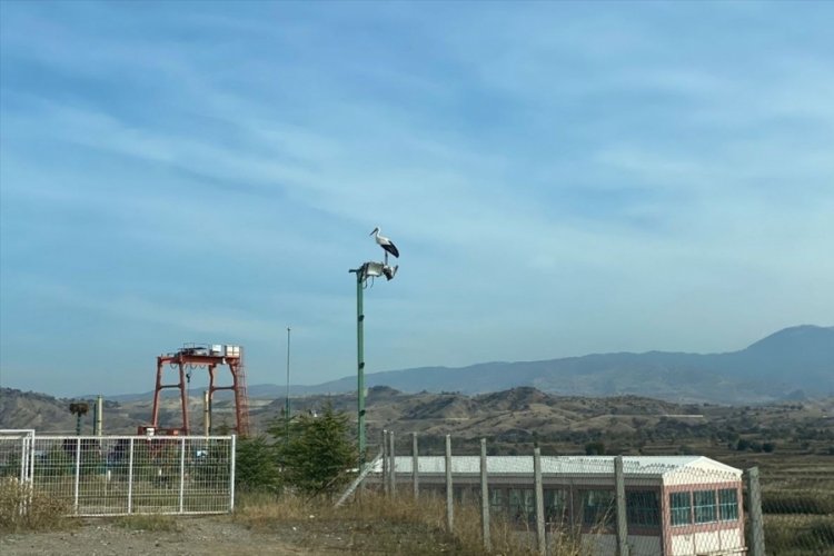 &Ccedil;orum'da g&ouml;&ccedil; etmeyip yalnız kalan leylek belediye ekiplerince besleniyor