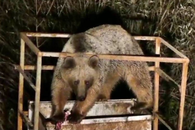 A&ccedil; kalan ayılar Tunceli'de şehir merkezine indi