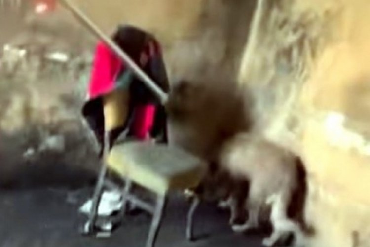 Bartın'da ayağına lastik dolanan k&ouml;peğin yardımına hayvanseverler yetişti