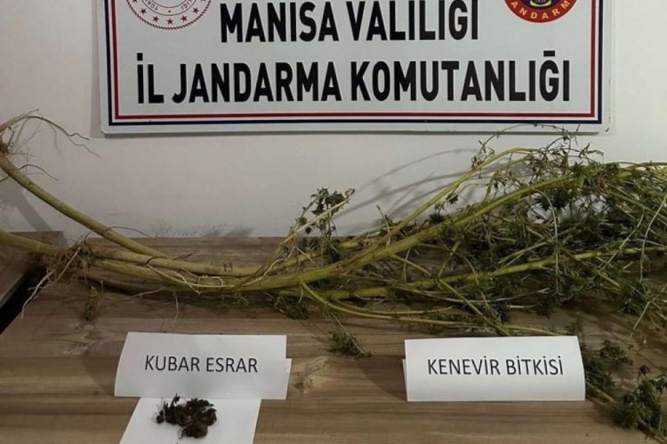 Manisa'da Hint keneviri yetiştiren adam yakalandı