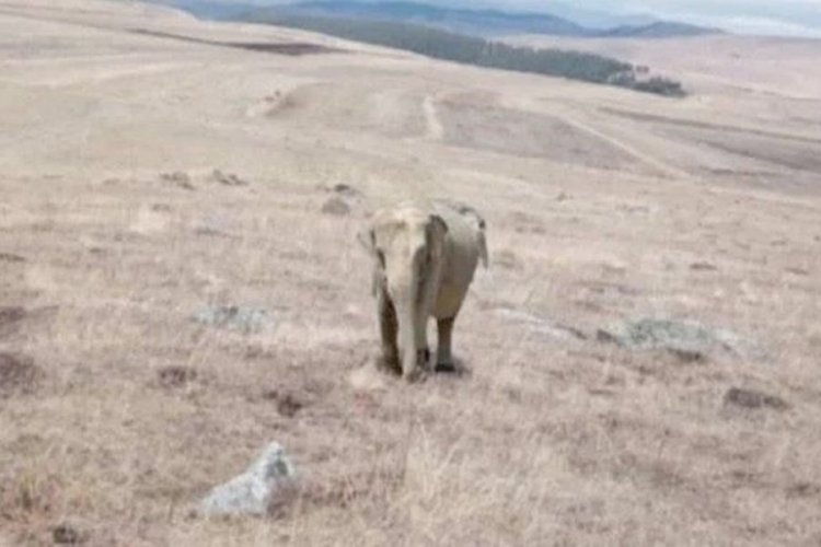 Ardahan'da fil alarmı! Jandarma fili aramaya başladı