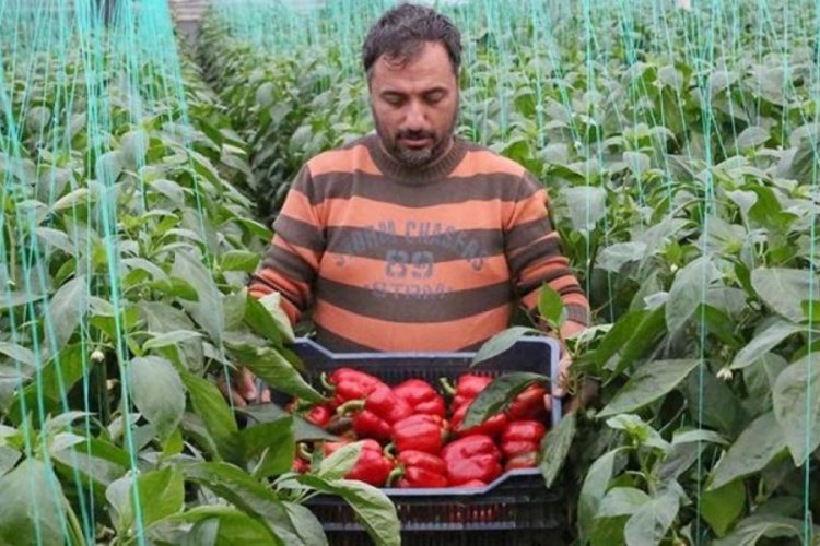 Antalya'da bir&ccedil;ok sebzenin fiyatında, y&uuml;zde 50'yi bulan d&uuml;ş&uuml;şler yaşanmaya başladı.