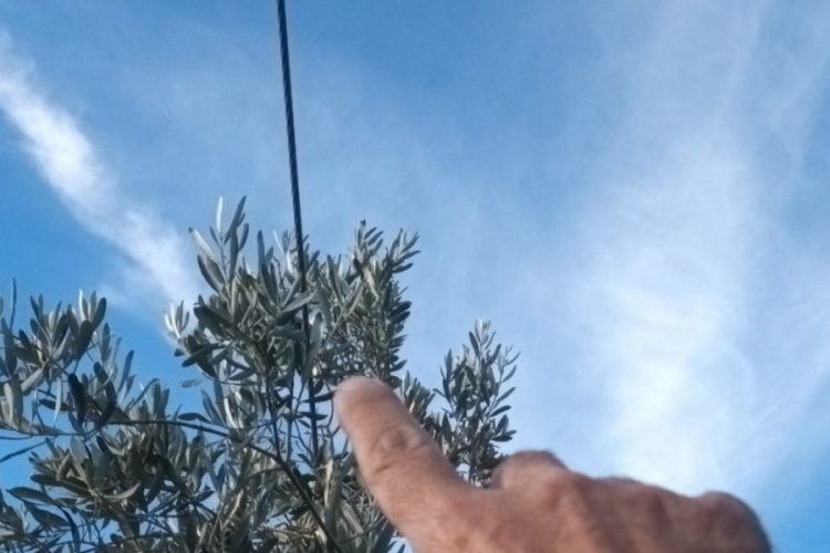 Bursa Orhangazi'de zeytin ağa&ccedil;larının i&ccedil;inden ge&ccedil;en elektrik telleri tehlike yaratıyor