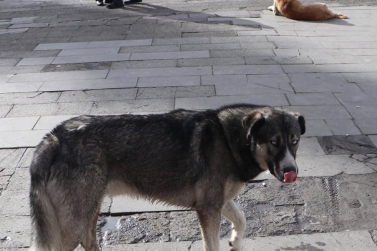 Profes&ouml;r k&ouml;pek saldırısından korunmak i&ccedil;in yapılan yanlışı anlattı