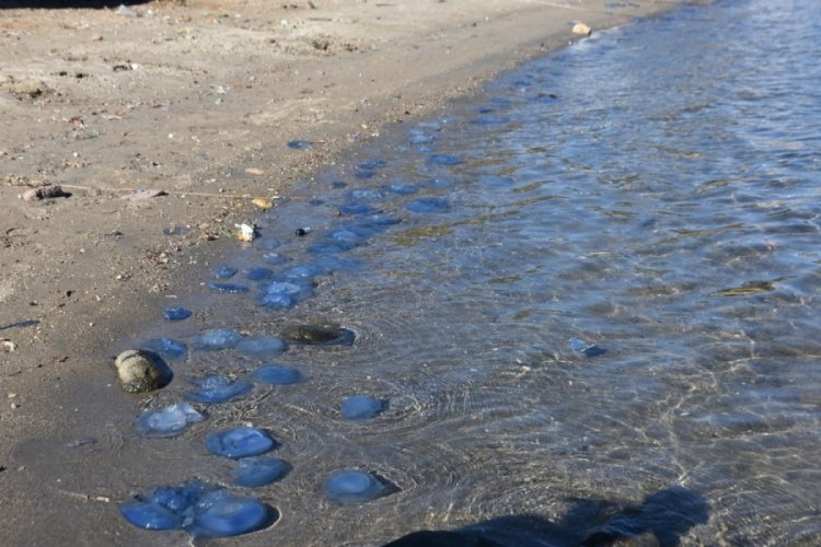 İzmir'de denizanası istilası devam ediyor!