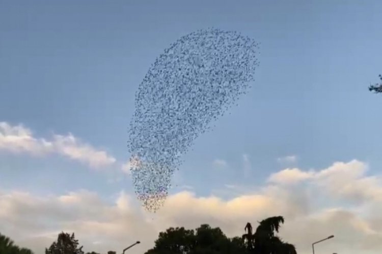 İzmir'de sığırcık kuşlarının dansları g&ouml;rsel bir ş&ouml;len sundu