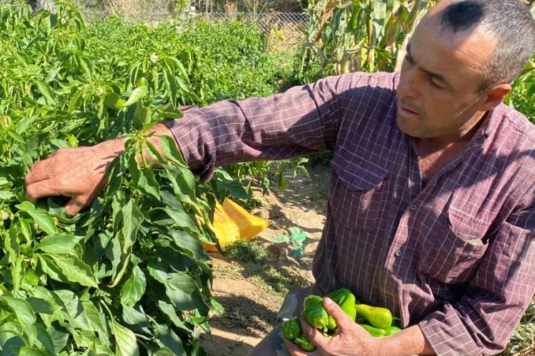 Coğrafi işaretli Cemele biberi Kırşehirli &ccedil;ift&ccedil;ilerin ge&ccedil;im kaynağı oldu