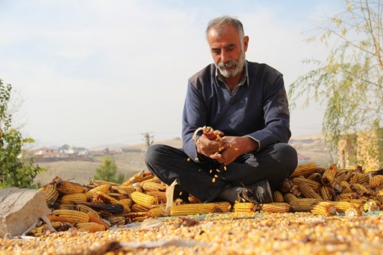 Kahramanmaraş'ta mısır hasadı sona erdi