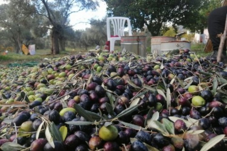 Bursa'nın tescilli Gemlik zeytininde 30 bin &ccedil;ift&ccedil;i &uuml;retim yapıyor