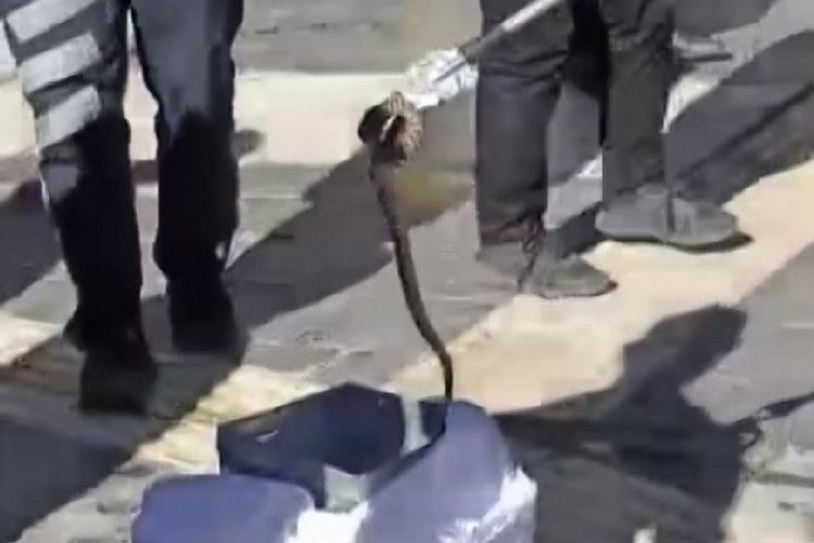 Kaldırımda yılan paniği