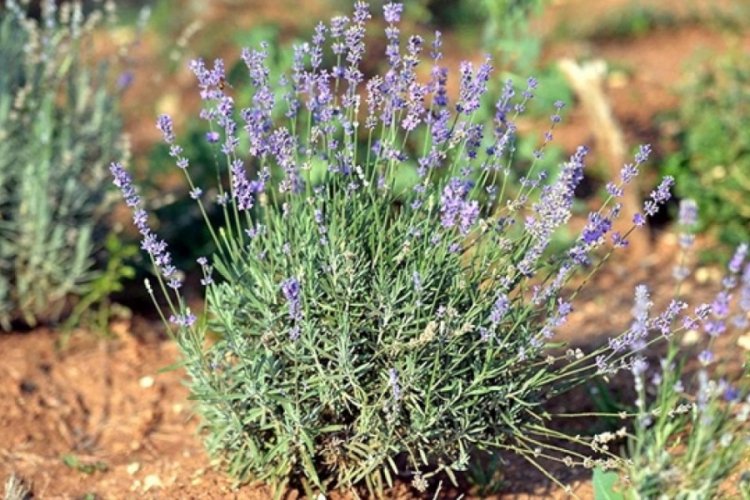 Tııbbi ve aromatik bitki ihracatı 5 kat arttı