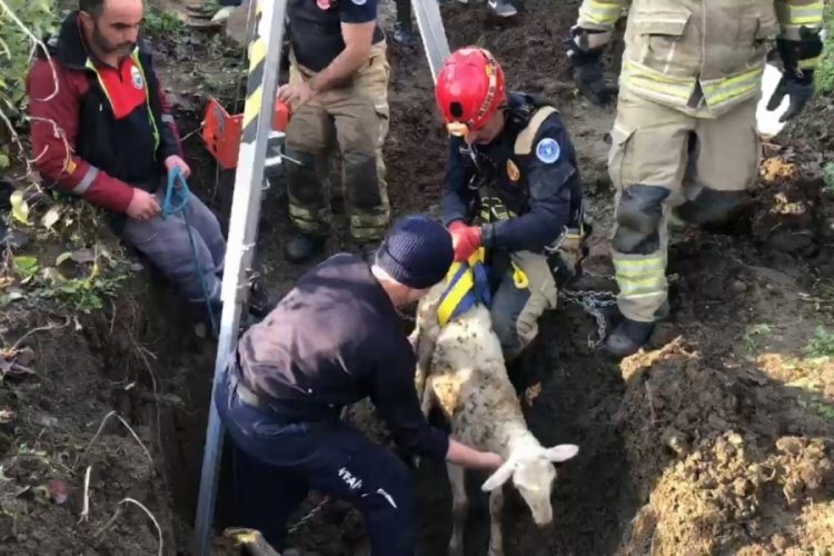 Bursa'da su kuyusuna d&uuml;şen kuzuyu itfaiye ekipleri kurtardı