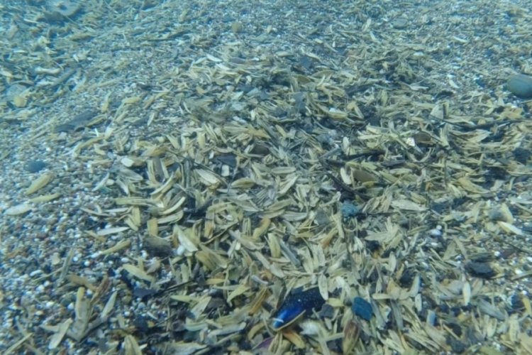 D&uuml;nyaca &uuml;nl&uuml; sahilin denizinde korkutan manzara!