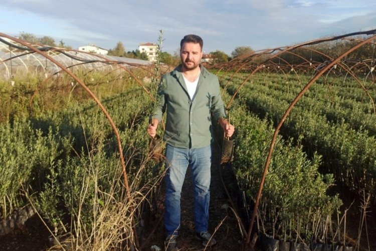 Zeytin fidanının Orhangazi'den yolculuğu başladı