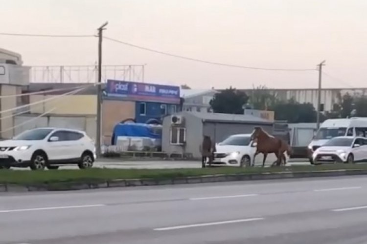 Bursa'da başı boş atlar y&uuml;rekleri ağza getirdi