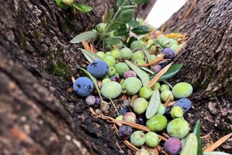 Zeytin ağa&ccedil;larında rekolte d&uuml;ş&uuml;k