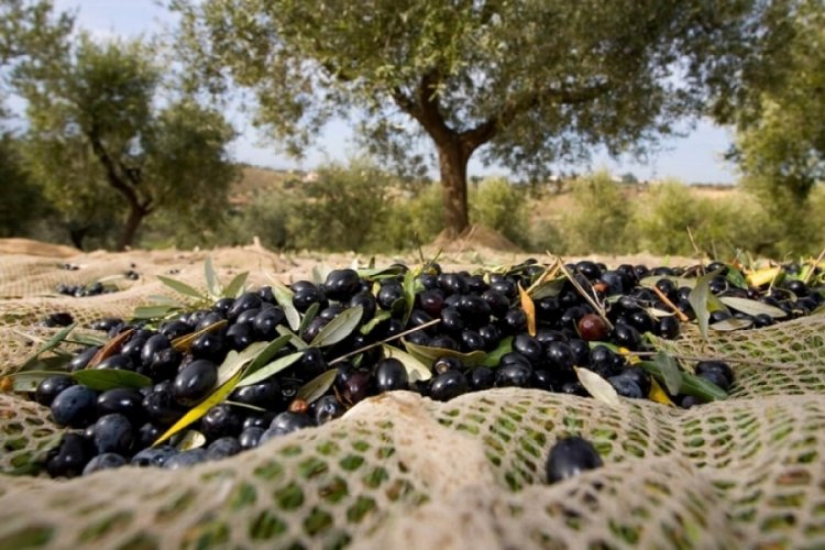 D&uuml;nyadaki gıda krizi zeytin &uuml;retimine yaramalı!