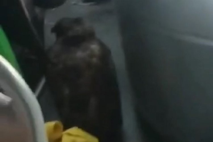 Bursa'da dolmuşta ilgin&ccedil; g&ouml;r&uuml;nt&uuml;ler!