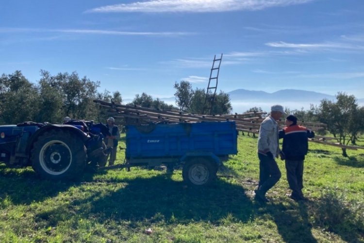 Bursa'da zeytin hasadı yağmur &ccedil;amur dinlemiyor
