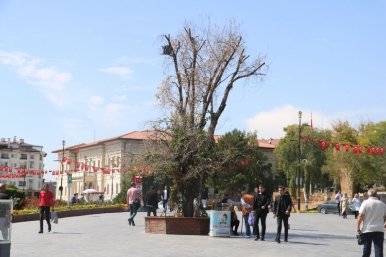 Sivas'ın sembol&uuml; olan tek ağa&ccedil; kurumuştu, yerine yenisi dikildi