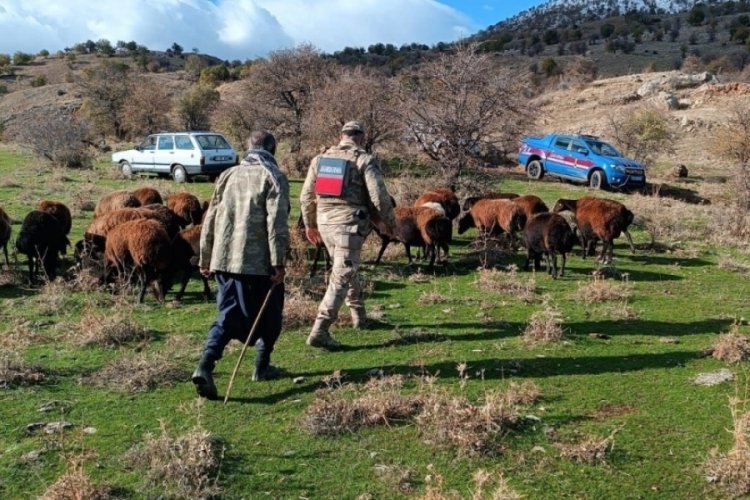 Elazığ'da fırtınada kaybolan koyunlar jandarma tarafından bulundu