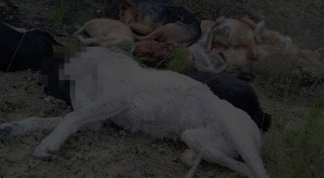 Bilecik'te 14 k&ouml;peğin &ouml;l&uuml; bulunması ile ilgili yeni gelişme