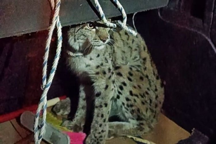 Van'da nesli tehlike altında olan vaşak yaralı halde bulundu
