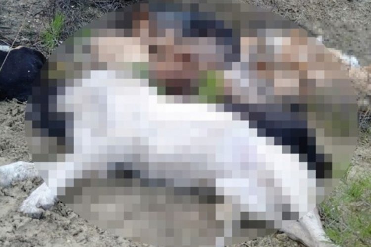 Bilecik'te 14 k&ouml;peğin &ouml;l&uuml; bulunmasına sosyal medyada tepki yağdı
