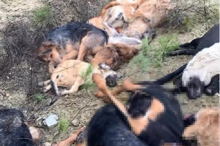 Bilecik'te 14 k&ouml;peğin &ouml;l&uuml; bulunmasına 4 g&ouml;zaltı