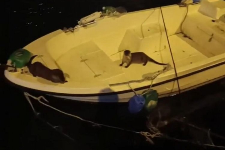 Bursa'da su samurlarının balık keyfi kameralara yansıdı