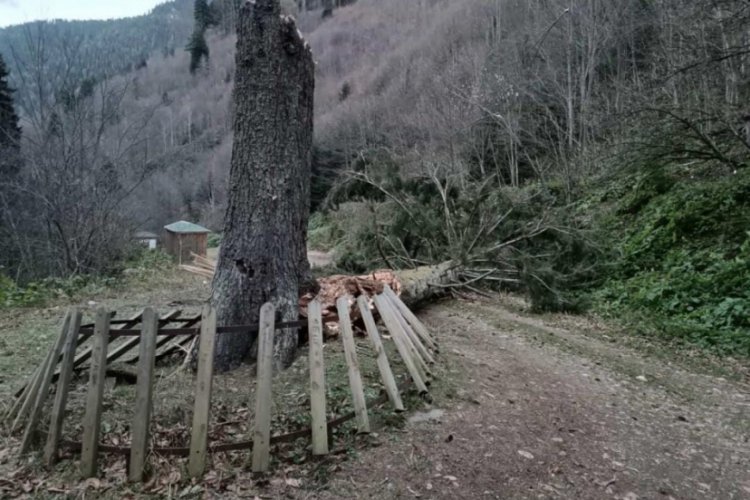 G&uuml;m&uuml;şhane'de fırtına y&uuml;zlerce yıllık ağacı devirdi