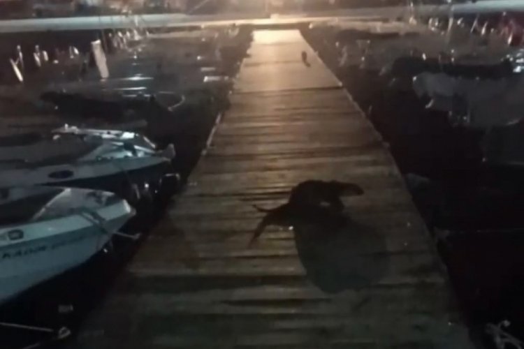 Bursa'da kediyi kovalayan su samuru, renkli g&ouml;r&uuml;nt&uuml;ler oluşturdu