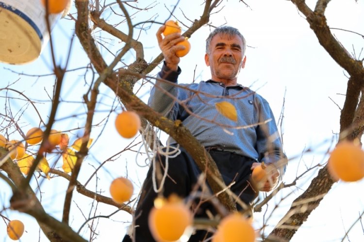 Depremin merkez &uuml;ss&uuml;nde &ccedil;ift&ccedil;ilerin 'hurma' hasadı sevinci