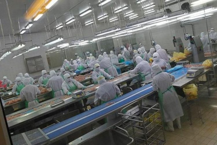 Japonya'da kuş gribi patlak verdi! 72 bin k&uuml;mes hayvanına itlaf kararı