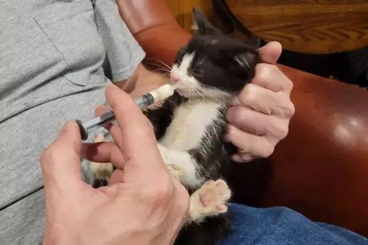 Yavru kedi 7 milyon insanın hayatını tehlikeye soktu!