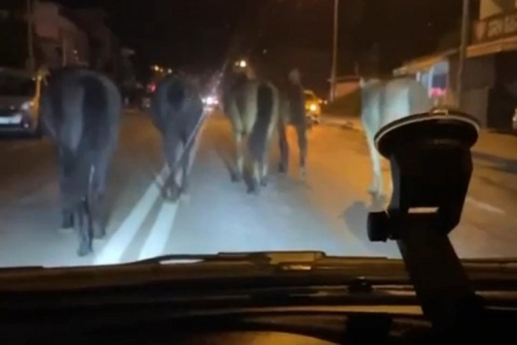 Bursa'da başıboş atlar cadde &uuml;zerinde ilerledi! S&uuml;r&uuml;c&uuml;ler zor anlar yaşadı